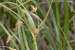 River bulrush